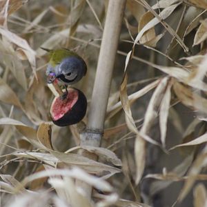 Gray-headed Oliveback