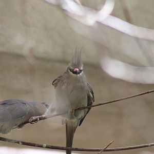 Blue-naped Mousebird