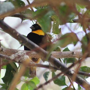 Southern Red Bishop