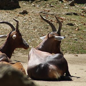 Blesbok