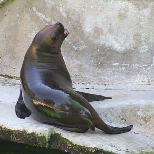 South American Sea Lion