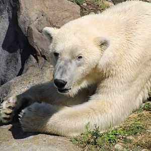 Polar Bear