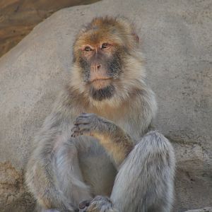Barbary Macaque