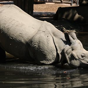 Indian Rhino
