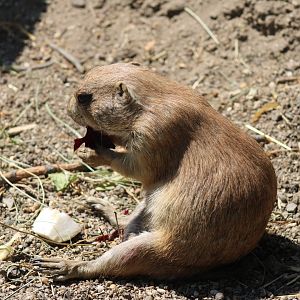 Black-tailed Prairie Dog
