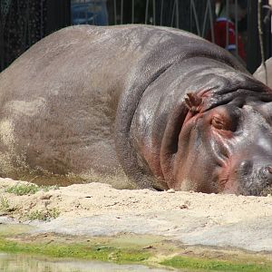 River Hippo
