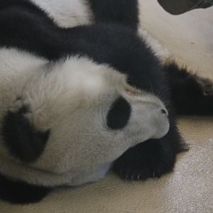 Giant Panda