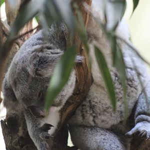 Koala