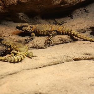 Armadillo Girdled Lizard - Wüstenhaus