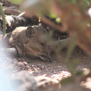 Round-eared Elephant Shrew - Wüstenhaus