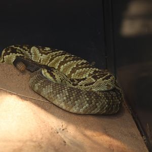 Arizona Black-tailed Rattlesnake - Wüstenhaus