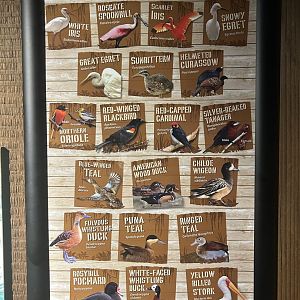 The Swamp- new sign for the main aviary.