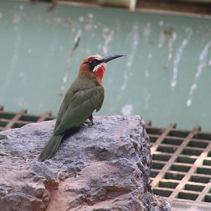 White-fronted Bee-eater - Wüstenhaus