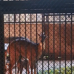Burmese Goral family (offshow)