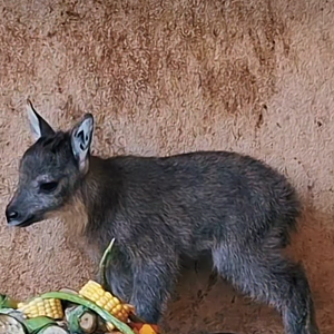Baby Burmese Goral