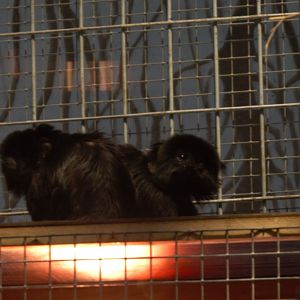 Goeldi's Monkey (Callimico goeldii), 2025-01-20
