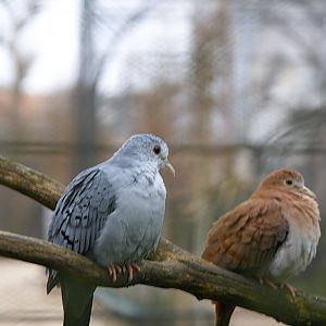 Blue-ground Dove (Claravis pretiosa), 2025-01-20