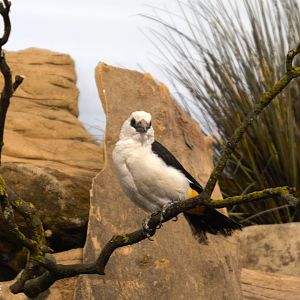 White-headed Buffalo-weaver (Dinemellia dinemelli), 2025-01-20