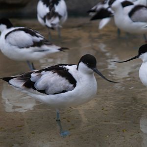 Pied Avocet (Recurvirostra avosetta), 2025-01-20
