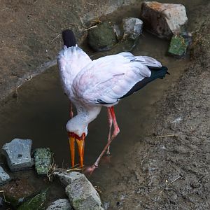 Yellow-billed Stork (Mycteria ibis), 2025-01-20