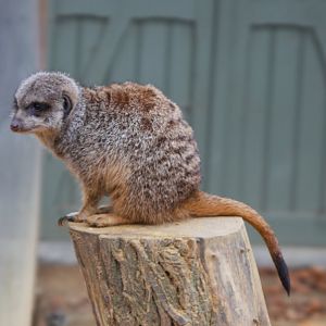 Meerkat (Suricata suricatta), 2025-01-20