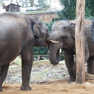 Asian Elephant (Elephas maximus), 2025-01-20
