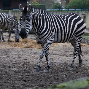 Grant's Zebra (Equus quagga boehmi), 2025-01-20