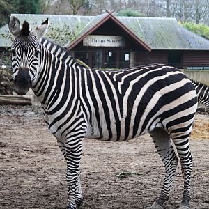 Grant's Zebra (Equus quagga boehmi), 2025-01-20