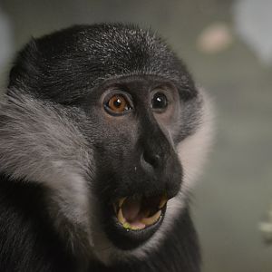 L'Hoest's guenon