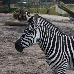 Grant's Zebra (Equus quagga boehmi), 2025-01-20