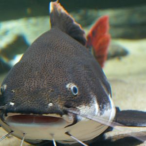 Redtail Catfish (Phractocephalus hemioliopterus), 2025-01-20