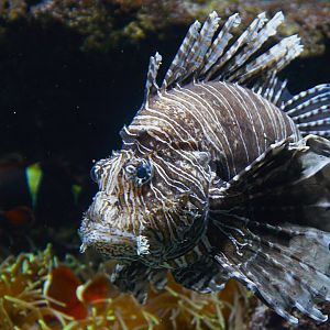 Red Lionfish (Pterois volitans), 2025-01-20