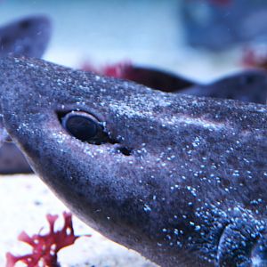 Nursehound (Scyliorhinus stellaris), 2025-01-20