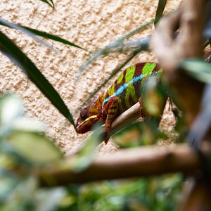 Panther Chameleon (Furcifer pardalis), 2025-01-20