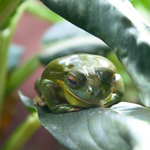 White-lipped Tree Frog (Nyctimystes infrafrenatus), 2025-01-20
