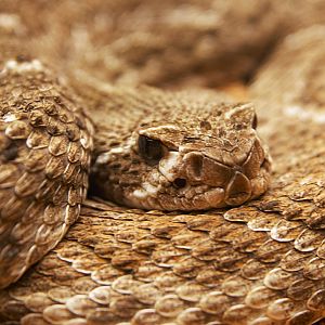 Western Diamondback Rattlesnake (Crotalus atrox), 2025-01-20