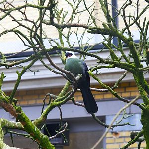 White-crested Turaco (Tauraco leucolophus), 2025-01-20