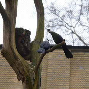 White-crested Turaco (Tauraco leucolophus), 2025-01-20