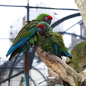 Mexican Military Macaw (Ara militaris mexicana), 2025-01-20