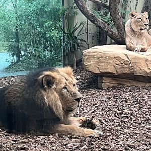 Asiatic Lions (Panthera leo leo)