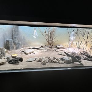 Exhibit for Pancake tortoise (Malacochersus tornieri) and Mozambique girdled lizard (Smaug mossambicus)