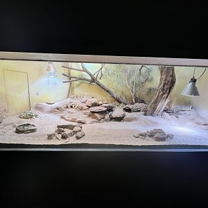 Exhibit for Egyptian Tortoise (Testudo kleinmanni) and Sudan Plated Lizard (Broadleysaurus major)