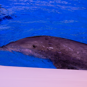 Bottlenose dolphin before show