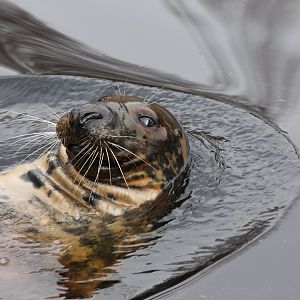 Gray seal swimming