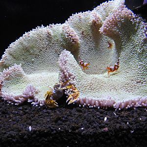 Small aquarium example