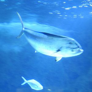 Coryphaena hippurus