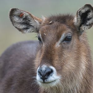 Common waterbuck, ZSL Whipsnade