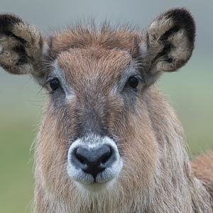Defassa Waterbuck, ZSL Whipsnade