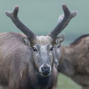 Pere David's Deer, ZSL Whipsnade, UK