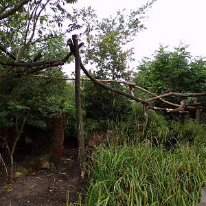 Goodfellow’s tree kangaroo and dusky pademelon enclosure 29.6.24